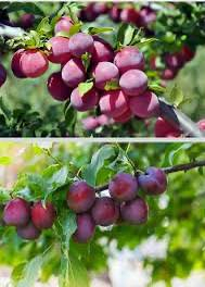 مشتل نور الهدى • ليمون مطعّم • عمر سنتين