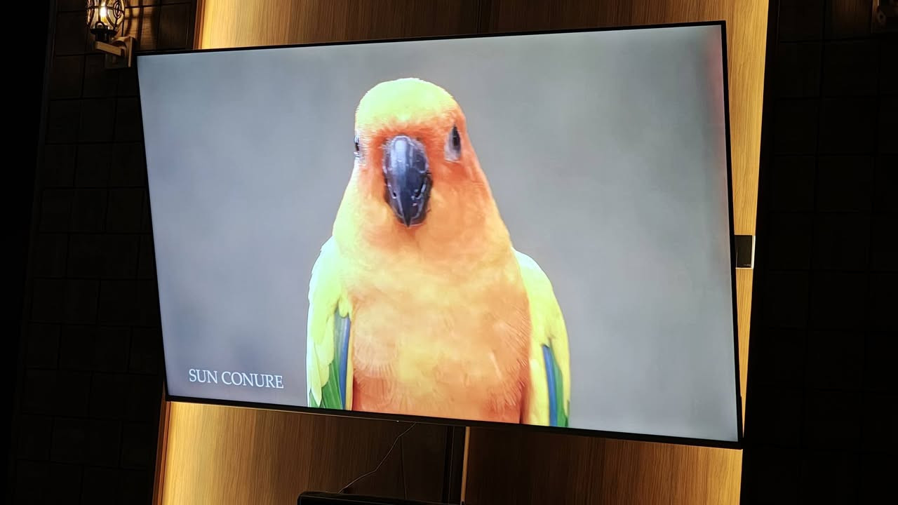 للبيع شاشه روميو قياس 85 بوصه فول فول استخدام اقل شهر ضمان ***********
