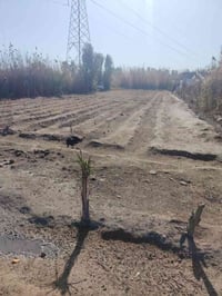 مشروع المسيب • نص دونم • ٣ عرف