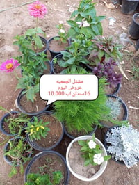 مشتل الجمعيه • الدجيل • توصيل