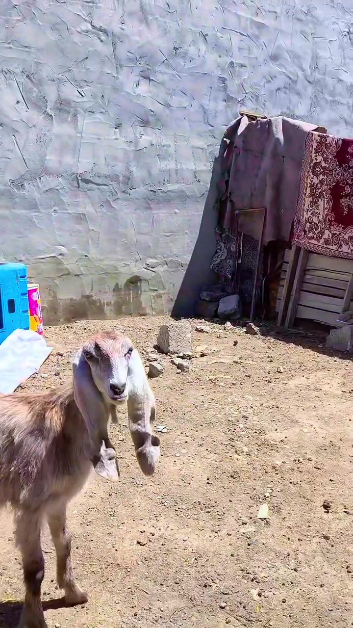 موجود زوج معزات وحده قبرصيه ورها توم بكدها هرمه    وعشره من فحل بكري.  شهرين ونص.  وحده جذعه ثاني بطن حمدانيه بيضه رخمه.  خشم ماشاء الله تبارك الرحمن.  والده جديد.  توم باكستانيات


**إذا كنت صاحب هذا الإعلان وتريد حذفه لأي سبب، رجاءا أرسل رسالة إلى الدعم الفني**