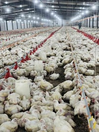 دجاج • ١٫٥-٣كجم • سنيه بين الجسرين