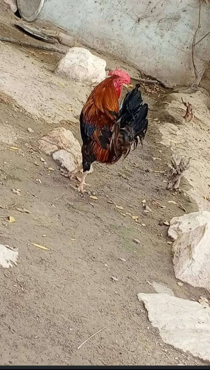 ديج ودجاجة مع ٢ افراخ للبيع


**إذا كنت صاحب هذا الإعلان وتريد حذفه لأي سبب، رجاءا أرسل رسالة إلى الدعم الفني**