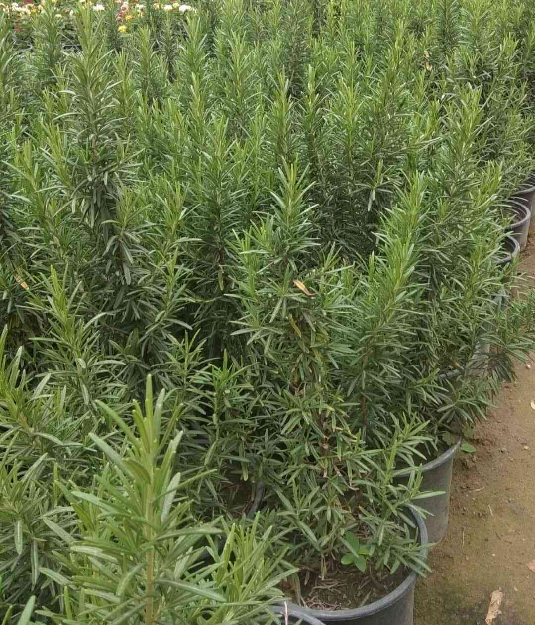 يتوفر شتلات حلوات بأسعار مناسبة...
ورد جوري عراقي، ،جهنمي لون وردي ولون حني ولون ابيض،، أكاسيا مصرية ارتفاع متر تقريبا،، دمعة طفل،، انتران،، دم العاشق، لفيرا،، جلد النمر خارجي،، بتونيا قزمي لون وردي ، كرن الغزال،، شوكة المسيح لون احمر،، عين البزون لون ابيض ولون بنفسجي، العنوان ابي غرق مقابل البلدية عبر البزل خلف الحسينية أو خلف المولده للتواصل ***********
