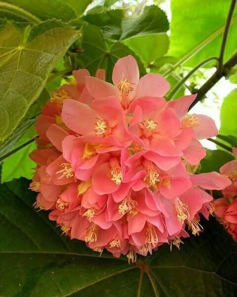 السلام عليكم متابعينا 🤍.
توفرت شتلات الدومبيا او الثرية ،🌸🩷
الأسم العلمي:Dombeya burgessiae

ارتفاع ٥٠ سم 🍀
السعر ٨ الف 💛

الوصف النباتي بالاسفل🍁
شجرة الدومبيا 
_شجرة جميله وانيقة ومزهرة في الشتاء والربيع ودائمة الخضرة اسمها دومبيا Dombeya يصل ارتفاعها الي 3 امتار يفضل زراعتها في مكان تبعد عنه اشعة الشمس ظهراً  وايضا وسط الاشجار وتكون تربتها رطبة وتسمد بسماد متعادل موطنها الأصلي في المناطق الجافة موسمياً في إفريقيا الاستوائيةو باكستان
وتسمى غالبا اجراس الزفاف او العروس وفى مصر دومبيا تيليسيا المهم تذكرك بالورد التى تحملها العروس فى الزفاف
يفضل زراعته وسط الأشجار 

متوفر توصيل لجميع محافظات العراق 🚗🚗 
للحجز والاستفسار مراسله الصفحه او مراسلتنا على واتساب 
***********
