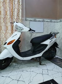 اكزز • فحل • جديده