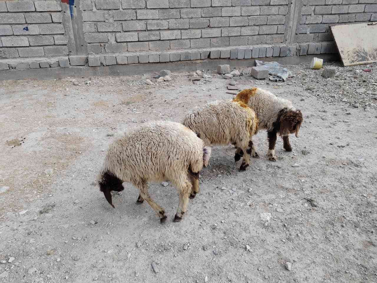 2 فطية  1 خروف 
سعر كلهم 600 الف 
***********
