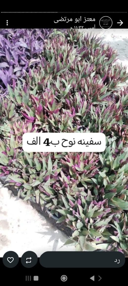 يالله يارزاق يتوفر توصيل داخل البصره للحجز ***********
