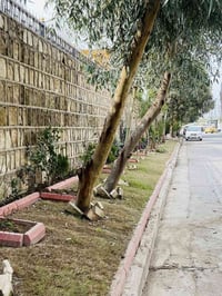 الموصل • تنسيق حدائق • تقليم أشجار