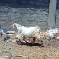 جدي • سمين • الشرقاط