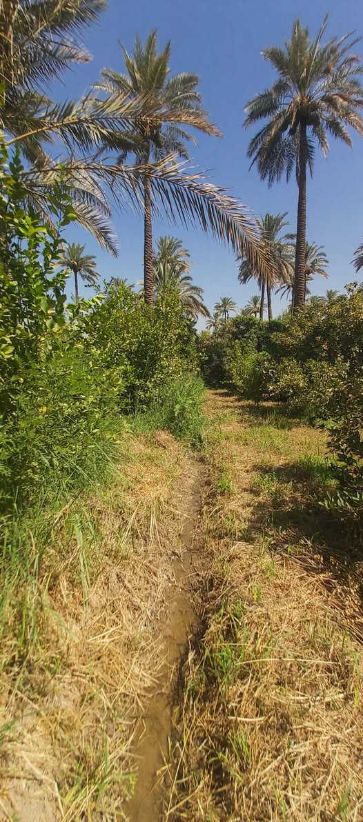 قطعه أرض زراعيه المساحه(١٢٥٠)م مربع موجوده فيها كافة الخدمات الموقع راقي جدا بعد احسن من التصوير الاستفسار على هاذهي الأرقام الي موجوده في المنشور(***********)+(***********)تحياتي للجميع
