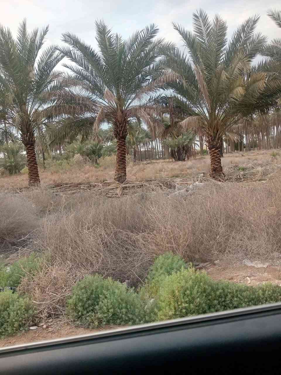 دوانم للبيع داخل وخارج الصياحيه
شارع عام حله بغداد منطقة الصياحيه 
دوانم طابو زراعي سند 25 تحويل مباشره 
كافة الخدمات المطلوبة متوفرة 
اخوان لليرغب بالشراء الاتصال بنا اوزياره مكتبنا الكائن شارع عام حله بغداد مقابل كوين بارك (مكتب النور للعقار)
***********
***********
