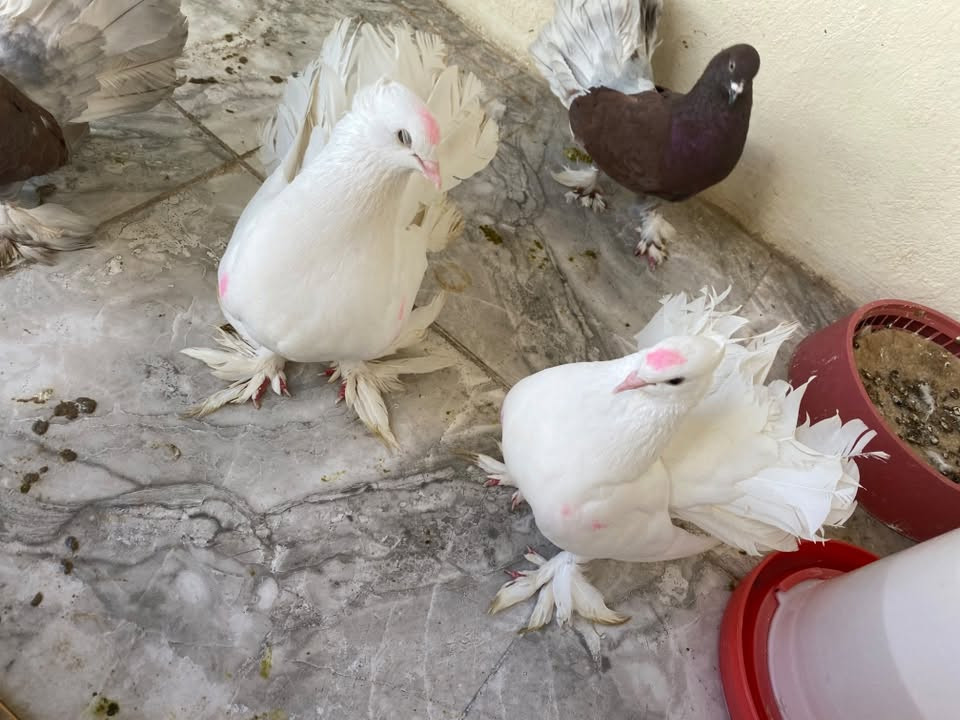 سلام عليك زوجين عرايس للبيع طيره وفل طيره وفحل نضيفات مال بيت هذا رقم *********** اتصل حله مركز

