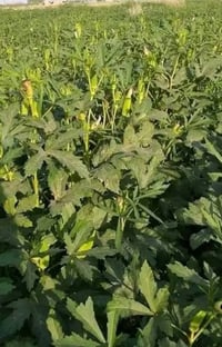 خوان موجود بذور باميه البيع درجه اولى كفله بخساره ريع كامل شاهد الله ب...