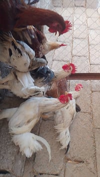 ديوكة عرب • وزن ٢٩٠٠غ • زوج للبيع
