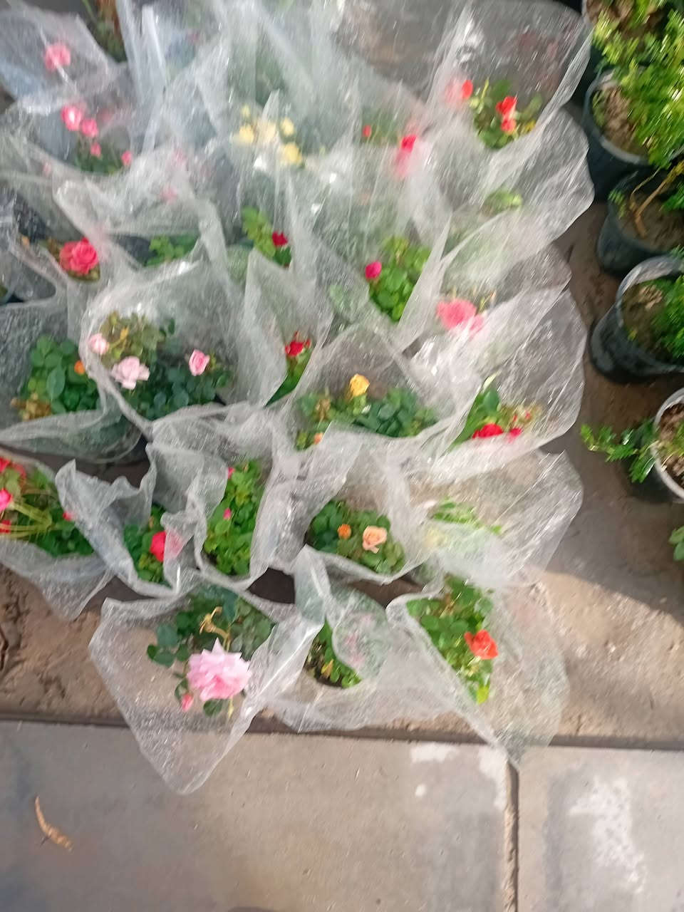 مشتل جنى على شارع العام مقابل جامعه الكوت ويوجد لدينا خدمة


**إذا كنت صاحب هذا الإعلان وتريد حذفه لأي سبب، رجاءا أرسل رسالة إلى الدعم الفني**