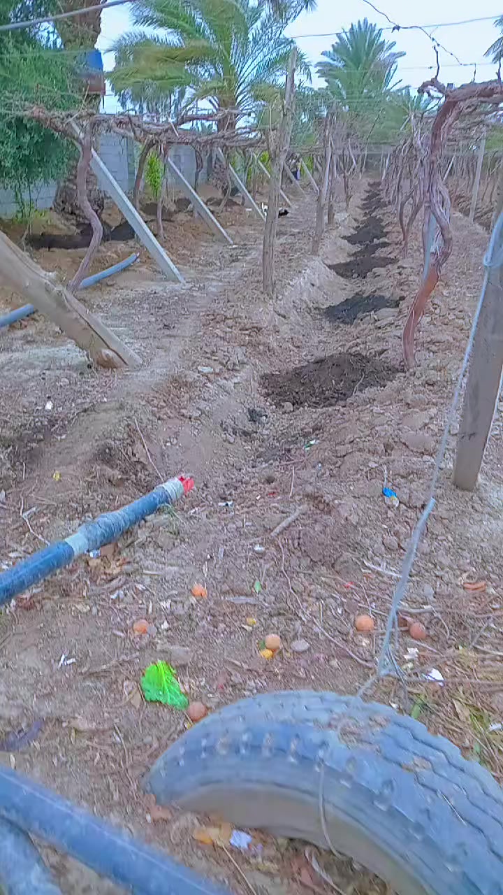 السلام عليكم شتلات مترين ارتفاع حلواني  ضمان اتصل ***********    السعر 5 الواحده
