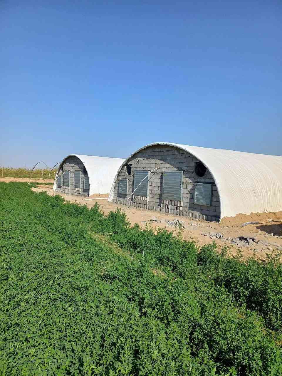 🔥 نجاح حقل الدواجن يبدأ من الجادر الصح!
السلام عليكم يا أصحاب الحقول — إحنا شركاؤكم بنجاح البيوت البلاستيكية وتشغيل الأيدي العاملة العراقية 🇮🇶

🌡 أهم شي بالحقل هو التحكّم بالحرارة…
وبجوادِرنا الأصلية (مع شهادة منشأ) ترتاح من الشمس ☀️ والبرد ❄️ وتضمن عمر أطول للحقل.

⛺ چادر تركي أصلي TARPAULIN – PVC
✔️ معالجة UV +7% ضد أشعة الشمس
✔️ حلقات وكفّة وحبل جاهز للتركيب
✔️ مناسب للدواجن 🐥 — المواشي 🐂 — البحيرات 🐟 — أحواض خزن الماء 💧 — وأغطية البضائع

📏 تتوفّر قياسات كبيرة للمساحات الضخمة مع طرق ربط خاصة،
وتتوفر أيضًا قياسات صغيرة — وعدنا 7 أصناف مختلفة حتى تختار اللي يناسبك.

📌 العنوان: بغداد — الشورجة — شارع الجمهوري — مقابل عمارة الضمان
🌟 جملة ومفرد
📞 واتساب إذا ما صار رد: ***********
✔️ المنتج ماركة عالمية ومجَرّب
