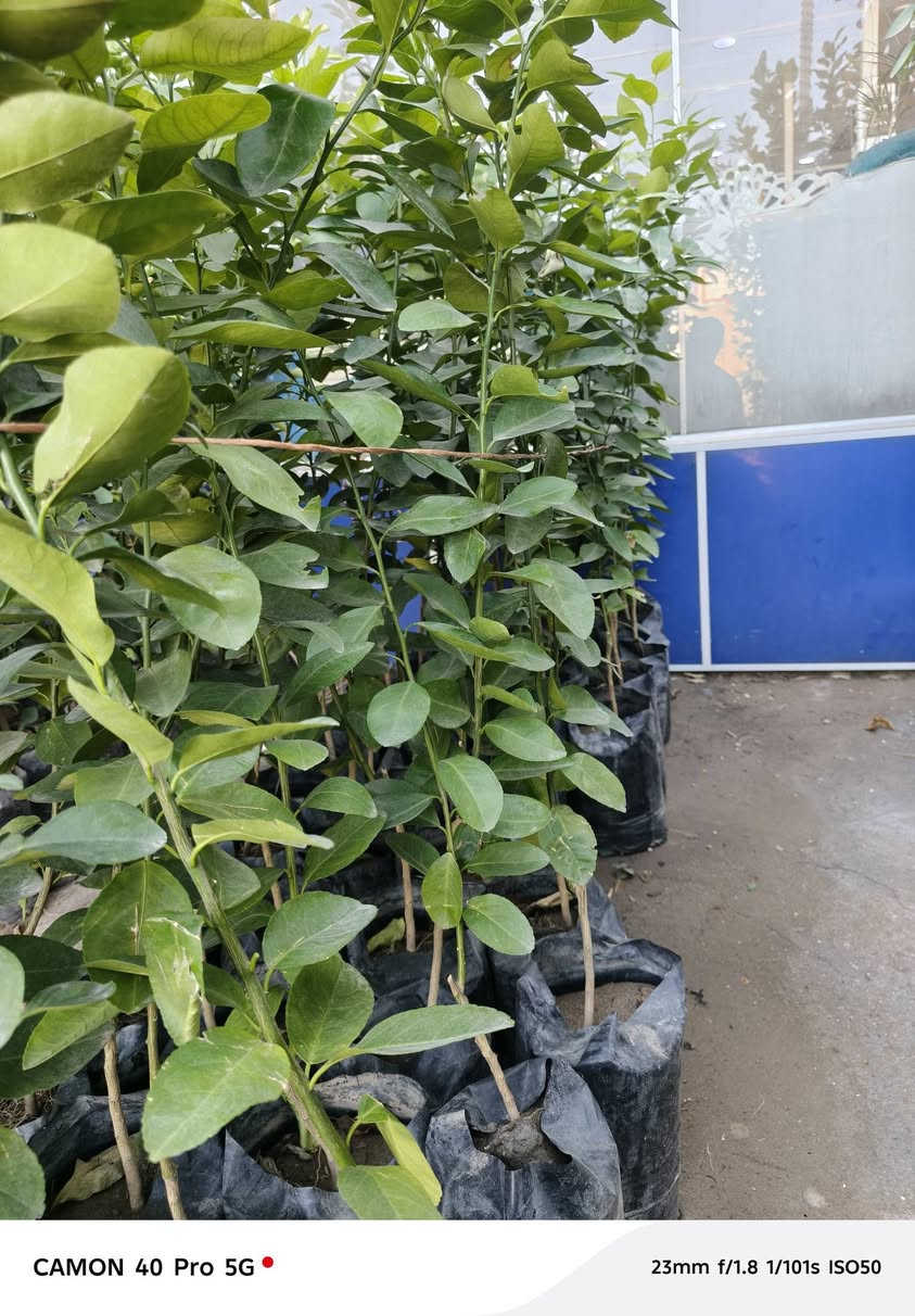 الهم صلي على محمد وال محمد 
تم وصول وجبه جديده من الحمضيات الدرجه الاولى وبأنسب الاسعار الى مشتل شهاب الزراعي عنوان المشتل الحله طريق حله هاشميه مقابل شركه الرنا العالميه 
رارنج 
برتقال 
لالنك 
النومي العراقي 
ليمون صيني 
لالنك صيني 
استفسار: ***********
