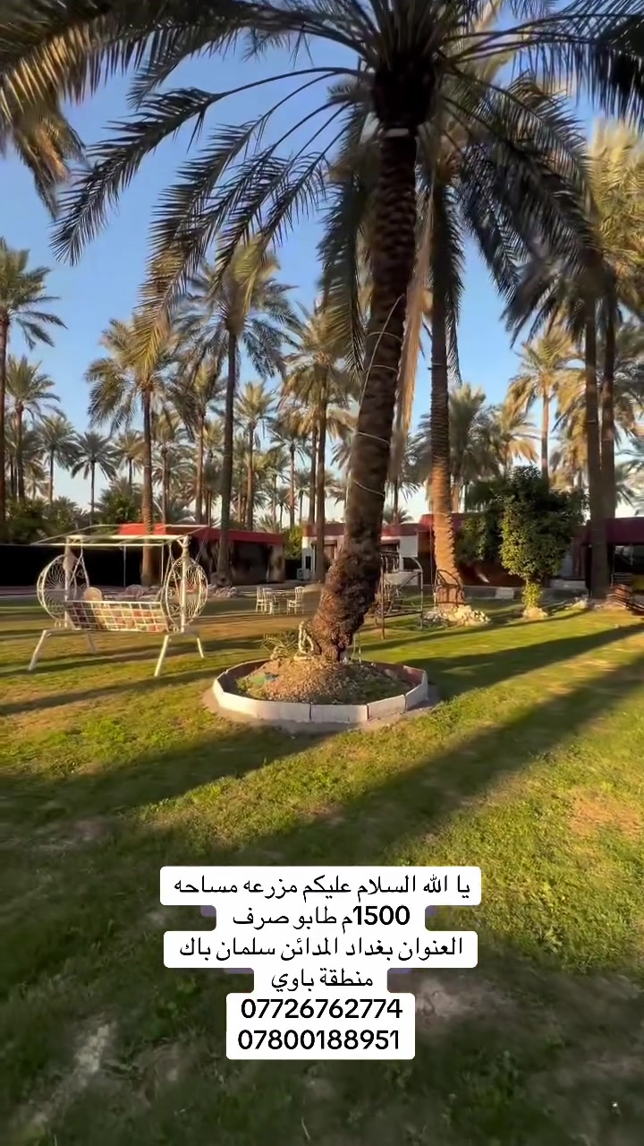 يا الله السلام عليكم ( اعلان رقم 59 ) 
مزرعه مساحه 1500 جاهزه للاستثمار بيه مأجر من صاحب المزعه هو ملتزمه تريد تبقي تريد تلتزمه انت بيه بيج وبيه زبائن يعني معروفه باقي التفاصيل اتصل *********** 
***********

