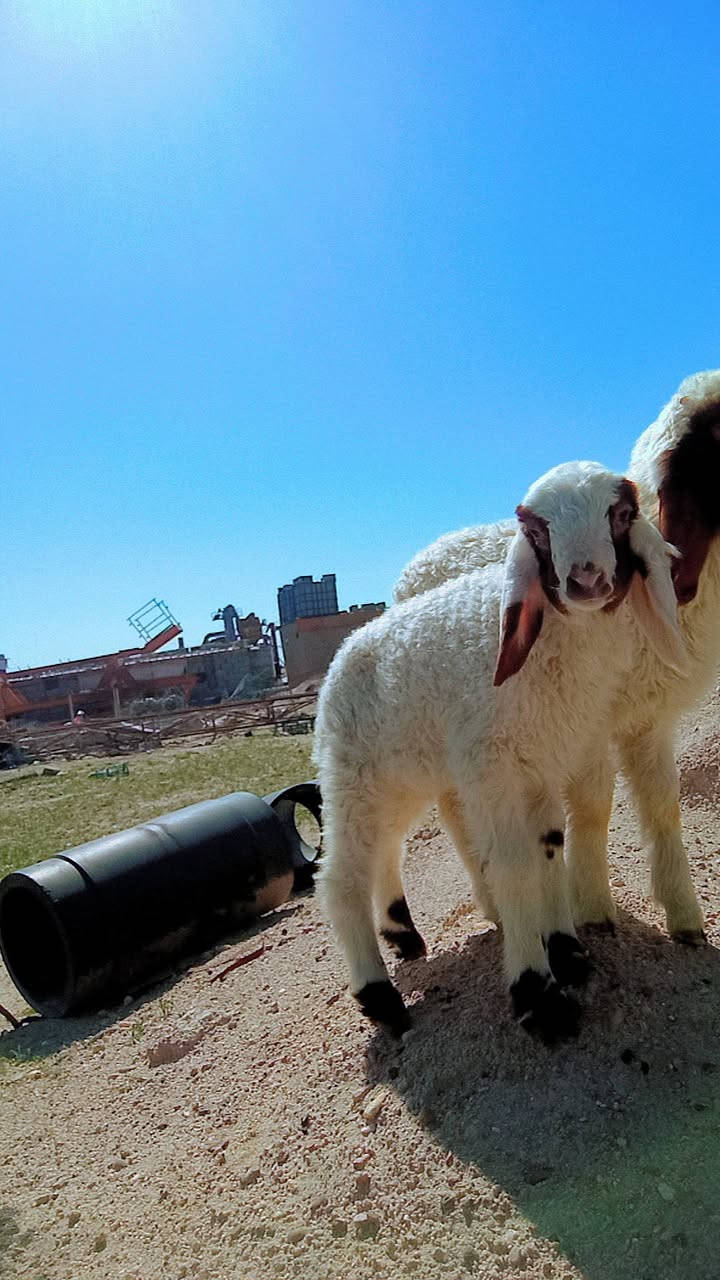 طليان ثنين نثايه بيهم ابو ضهير 
مكاني بصره ام قصر 
***********
