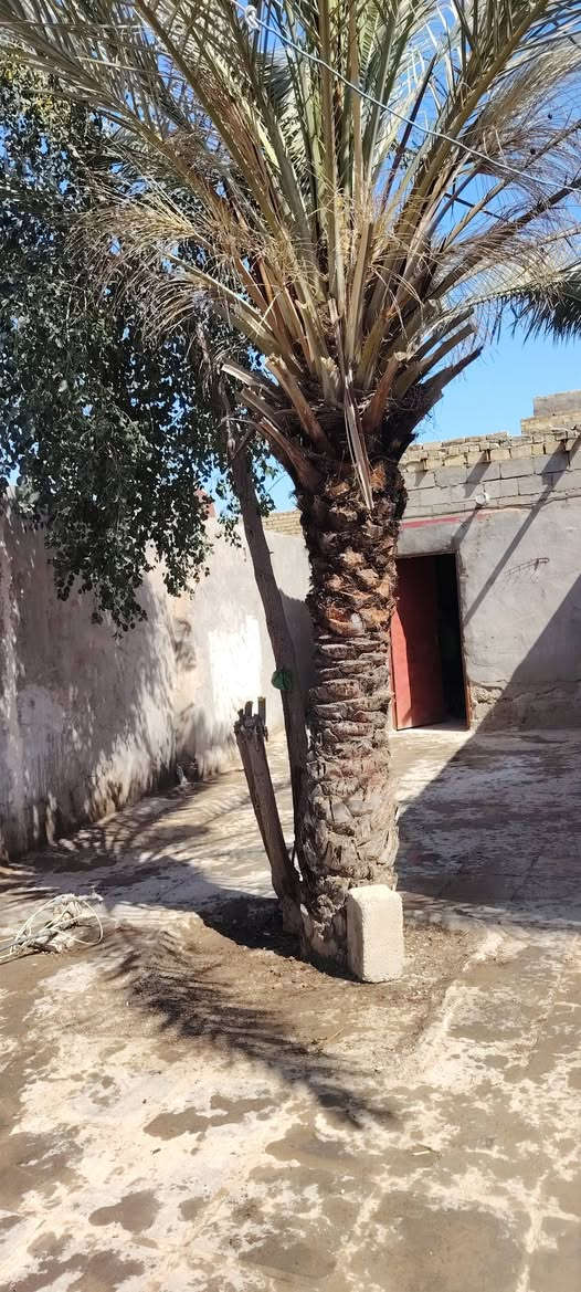 بيت للبيع نزلت زامل يم لبزل ابو ناصر لمساحه ميتين طابو زراعي سند خمسه وعشرين لبيت عوزه تعديلت سعر ٢٧
وبي مجال ***********
