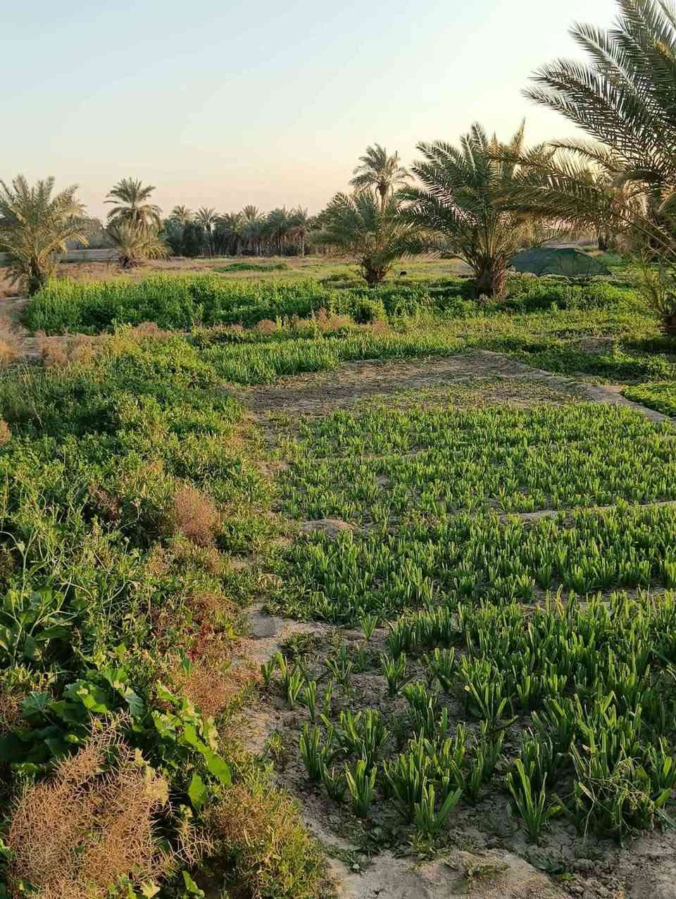 السلام عليكم  اربع دونمات لبيع بقضاء عفك مكان خان لفته على توزيع جديد مال مياحي بنهايه تبليط متوفره كل خدمات ماء كهرباء تبليط يبعد عنه ٢٠ متر  مولد شارع طابو زراعي سند ٢٥  اارض  بيه مضيف اساسه كونكريت  طوله عشر امتار  بيت ما بيه. بيه خان حلال  بيه ٧٥ نخله  ارض حلوه. مستطيله  تبعد عن سوك عفج دقيقتين  ارض مشروع   او استثمار حقول  او مخازن  او سكن   ارض مو شرط تباع كله الي يريد دونمين هم يبعونه  عادي  بس سعر يختلف ٠

للتواسل علق ب كلمة تم اجاوبك


**إذا كنت صاحب هذا الإعلان وتريد حذفه لأي سبب، رجاءا أرسل رسالة إلى الدعم الفني**