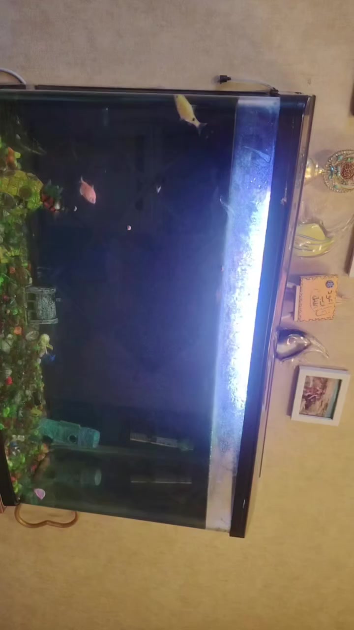 حوض سمك للبيع ماخذته ١٨٠ فلتر ٢٥ وسمج بيه وهيتر ١٠
كله اريده ١٠٠ لان داشيل الف مينزل منه


**إذا كنت صاحب هذا الإعلان وتريد حذفه لأي سبب، رجاءا أرسل رسالة إلى الدعم الفني**