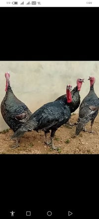 موصل جانب الايمن • علويات فحولة • عرب سرحي