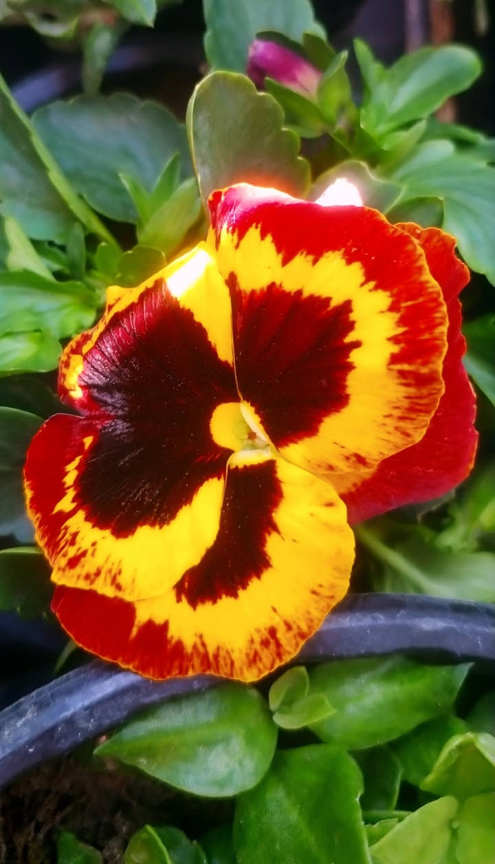 رمضان مبارك مقدما وكل عام وانتم بالف الف خير
... ونستقبل رمضان بوجبة نباتات خارجية وضلية روعة وتفتح النفس... لازم كل بيت يخلي بحديقتة هالجمال حتة يبدي يومة بنشاط وروح مرحة عالية
حبايب ننشر التفاصيل أسفل الصور
اللي يحب يزورنا عنواننا خانقين بختياري الثانيا نهاية شارع العصائب واسواق صالح حمود وعدنا توصيل داخل خانقين واللي يحب يحجز يراسلنا خاص او يتصل بالرقم *********** وتدللون علينا
