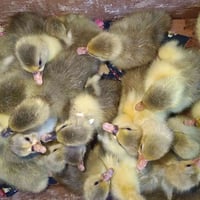 جوجکەی قازی کوردیمان هەیە، بۆ فڕۆشتن ژ.م07726601470