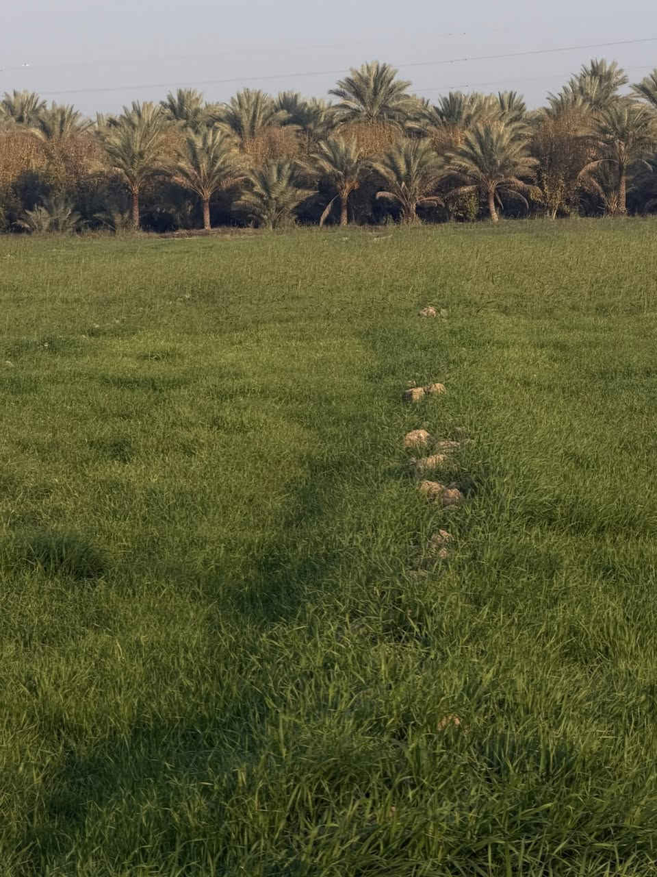 � حلم المزرعة صار أقرب مما تتصور(دوانم واحد البيع بغداد الراشدية 3دقية عن شارع عام (السعر 60بية مجال اليحب ياتصل ع الرقم ***********
