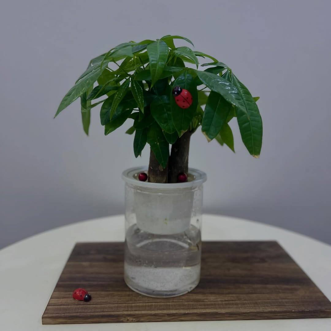 🌿 وصلتنه اليوم نباتات جديدة 🌸
تشكيلة حلوة ومميزة للبيت والحديقة 💚
الكمية محدودة، الحق واحجز 🌱

📩 راسلنه خاص
#مشتل


**إذا كنت صاحب هذا الإعلان وتريد حذفه لأي سبب، رجاءا أرسل رسالة إلى الدعم الفني**