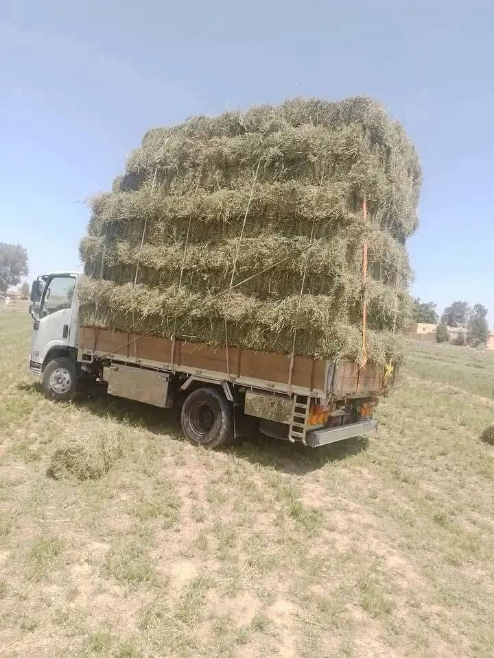 01006744963السلام عليكم ورحمة الله وبركاتة
مبدئيآ مفيش دفع عربون غير لما الشغل يوصلك 01006744963
يوجد بفضل الله أجود انواع الدريس الحجازي ☘️ بجوده عاليه وتنفيز فوري نسبة بروتين عليه 🍀من 18ل 22٪ مجفف تماما  خالي من الحشائش والاتربة  ويوجد ايضآ برسيم حجازي اخضر بلطن ويوجد برسيم بلدي بلقيراط 
للتواصل واتساب او تليفون 
01008354870


**إذا كنت صاحب هذا الإعلان وتريد حذفه لأي سبب، رجاءا أرسل رسالة إلى الدعم الفني**