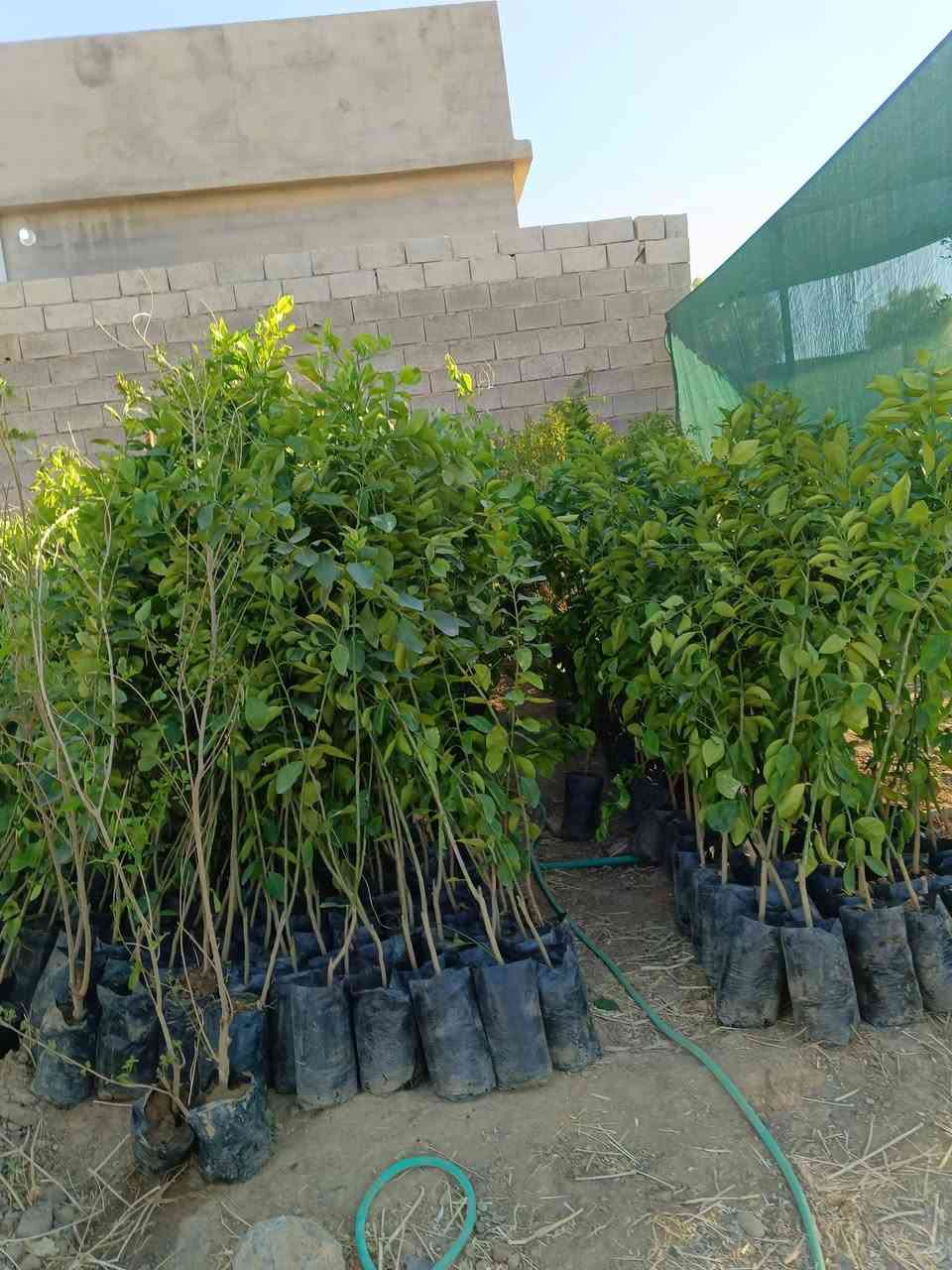 نزلت وجبة جديدة من شتل الاشجار.
عنب رئاسي2000-----طول(40cm)
عنب حلواني 2000-----طول(40cm)
رمان2500------طول(1.5m_2m_2.5m)
تكي2500--------طول(2.5m_2m_1.5m)
قلم طوز2000----طول(1.5m)
البيزيا3000----طول (1m)
برتقال3000-----طول(2m)
لالنكي2500------طول(40cm)
رارنج3000------طول(40cm)
ليمون3000------طول(2m)
المكان  الشهامة
***********
‏‪***********‬‏

