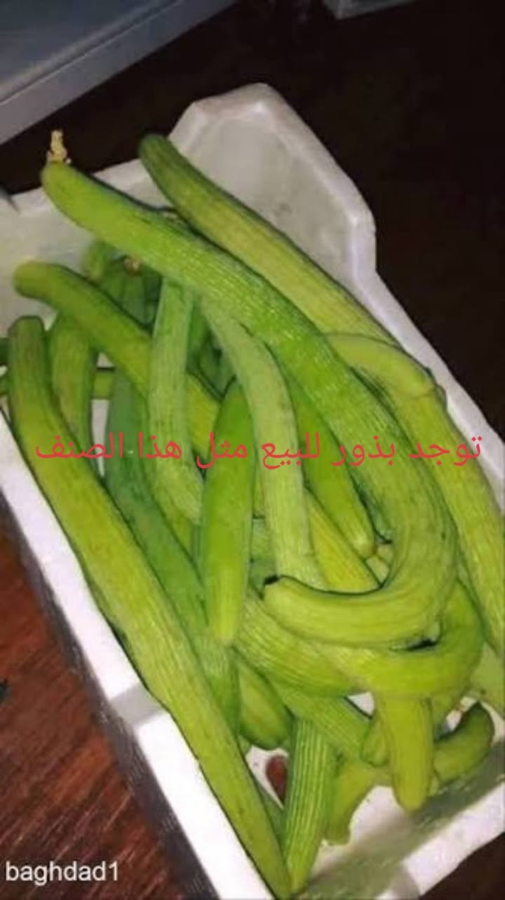 السلام عليكم ورحمة الله وبركاته

توجد بذور للبيع

فلفل حلو ابو الطوبه
فلفل حلو مالت الديره
بيذنجان مرضوخ
بيذنجان مكدوس
طرعوزي ثعباني

للاستفسار أكثر تفضل خاص او اتصال أو وتساب بالرقم ادناه ***********

المكان راوه
