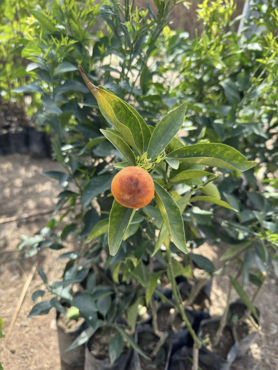 الهم صلي علئ محمد وآل محمد 
مشتل ابو انور الهلالي 
كلشي متوفر انشالله 
دايات اشجار ورود 🌸 
العنوان الشطره حاوي العباس عل شط 
ابو انور ***********
انور ***********
للحجز والستفسار اتصل علئ الأرقام التاليه
