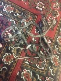 ضفيره مال سكنس ترهم عل فحل كابريتر وعل نثيه كابريتر مكاني شعب وهاذه رق...