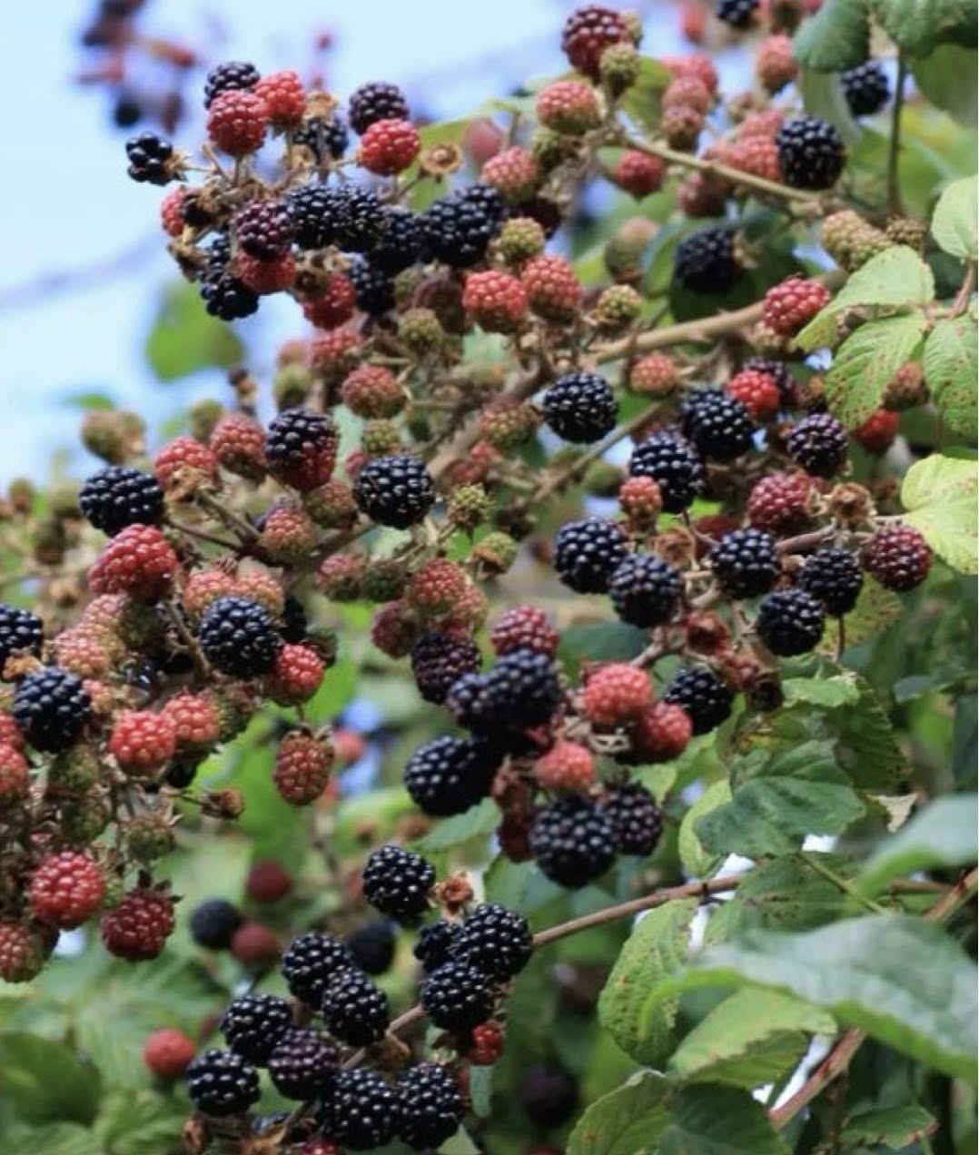 يتوفر شتلات بلاك بيري ( التوت البري)
يوجد اللون الاحمر🍓واللون الاسود 🫐عمر ٥ اشهر   

السعر لشتلة الواحده ١٠ آلاف دينار 

التواصل *********** يتوفر واتساب📞

يتوفر توصيل موصل و لجميع محافظات العراق🚕
