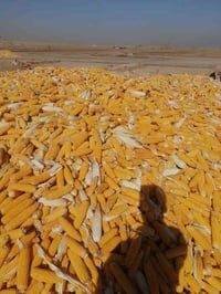 ذرة • ناحية تازة