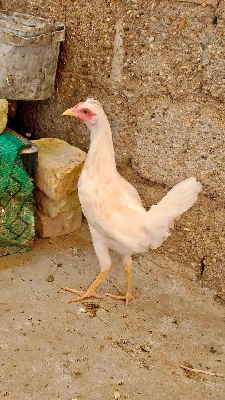 ســلام عـــلــيكم شباب دجاجات للــبــيــع العدد 15بيهن ابو ركبه وبيهن عربي يردن يبيضن جوز شهر ويبيضن ملقحات الزوج 16 قفل قفل واني بخدمتكم يجي خاص صاحيات مابيهن شي مكان النصر كبار والله *********** واتساب الشراي اتصل الرقم
