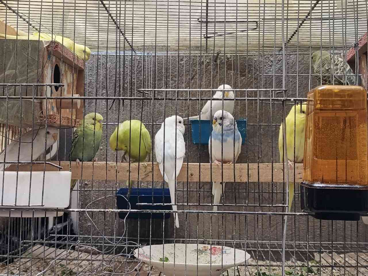 طيور حب العدد 10 ( خمس زواج)
(بيهن زوجين هولندي عين حمره) 
مكاني نجف حي الوفاء شراي راسل خاص متواجد


**إذا كنت صاحب هذا الإعلان وتريد حذفه لأي سبب، رجاءا أرسل رسالة إلى الدعم الفني**