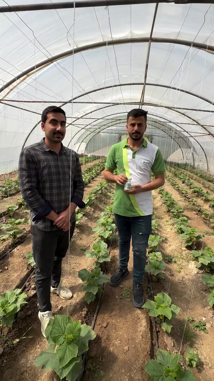 السيلازل هو الحل 
نتائج ممتازة وفعالة جدا للسيلازل للقضاء على حشرة المن والعناكب في الخيار المحمي 
تم فحص الاوراق بالمجهر وكانت كل اعداد حشرة المن والعناكب قد تم القضاء عليها 
نسبة الاستخدام ١٠٠ مل لكل ١٠٠ لتر ماء 
للمزيد من المعلومات والاستفسار 
مكتب النور الزراعي ( شركة الماس الاصفر ) 
بغداد - اليوسفية - علوة الرمل 
***********
***********
#عناكب
#حشرة
#عضوية
#صحة
#زراعة
