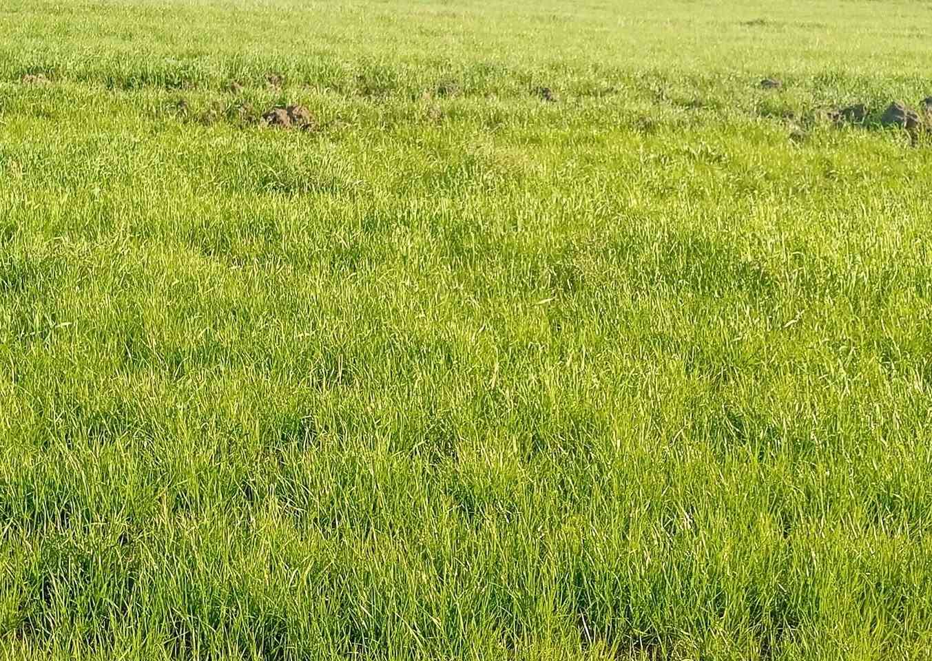 سلام عليكم ورحمة الله وبركاته توجد سفحه للبيع المساحه 75 دونم  المكان طريق سيد احمد الرفاعي / مقابل قرية حميد موحان الخير الله الشويلات/ تبعد عن شارع العام كيلو ماي متوفر عل( كرمة الزيديه)
اتصال ع الرقم ‭***********
الرقم الثاني   ***********
