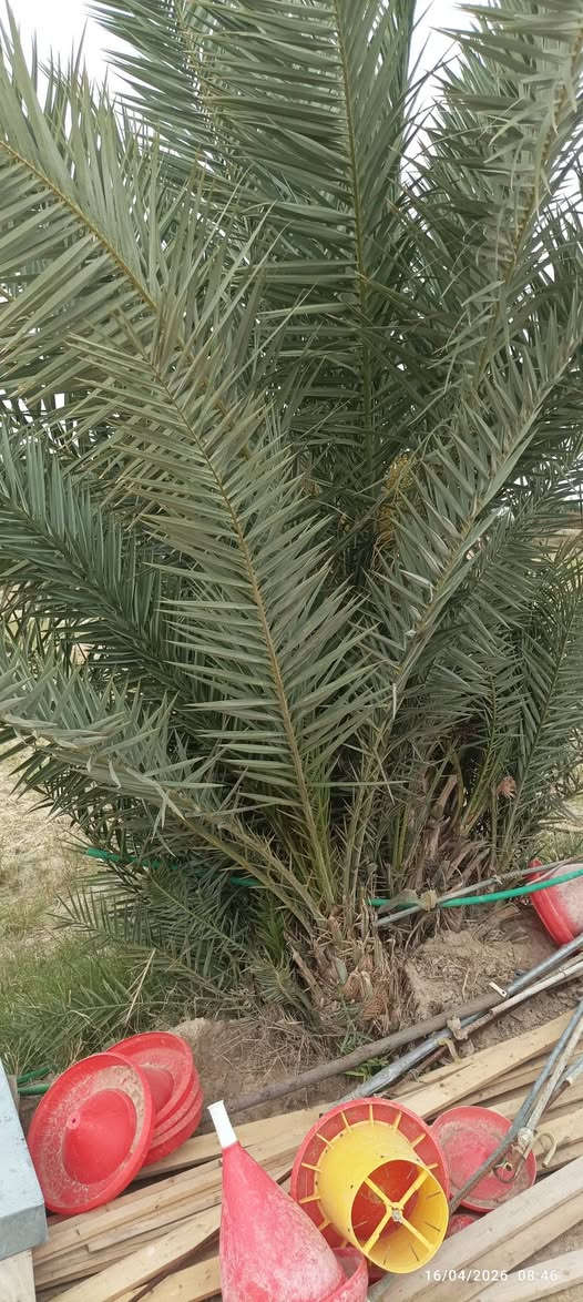 على بركة الله ارض زراعية عقد 35 المساحة الكلية خمسة دوانم و نصف في العقد واقع حال 6 ونص الدوانم الخمسه ونص على 20مليون والدونم سعره اقل موقع الارض كربلاء المقدسة قضاء الحسينية تبعد عن شارع بغداد ما يقارب 6كيلوات ماء موجود صيف شتاء كهرباء وطني فوق الارض تبعد عن تبليط ما يقارب 100متر الارض زاراعيه تصلح لزراعة كافة المحاصيل وبناء الحقول الدواجن وتربية الابقار تحتوي على اعداد من النخيل والفسائل للاستفسار اكثر يمكنكم الاتصال برقم *********** او مراسلة الصفحه
