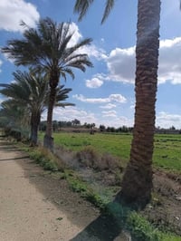 خمسه دونم • طابو زراعي سند25 • الفلوجه الشهابي الثالثه