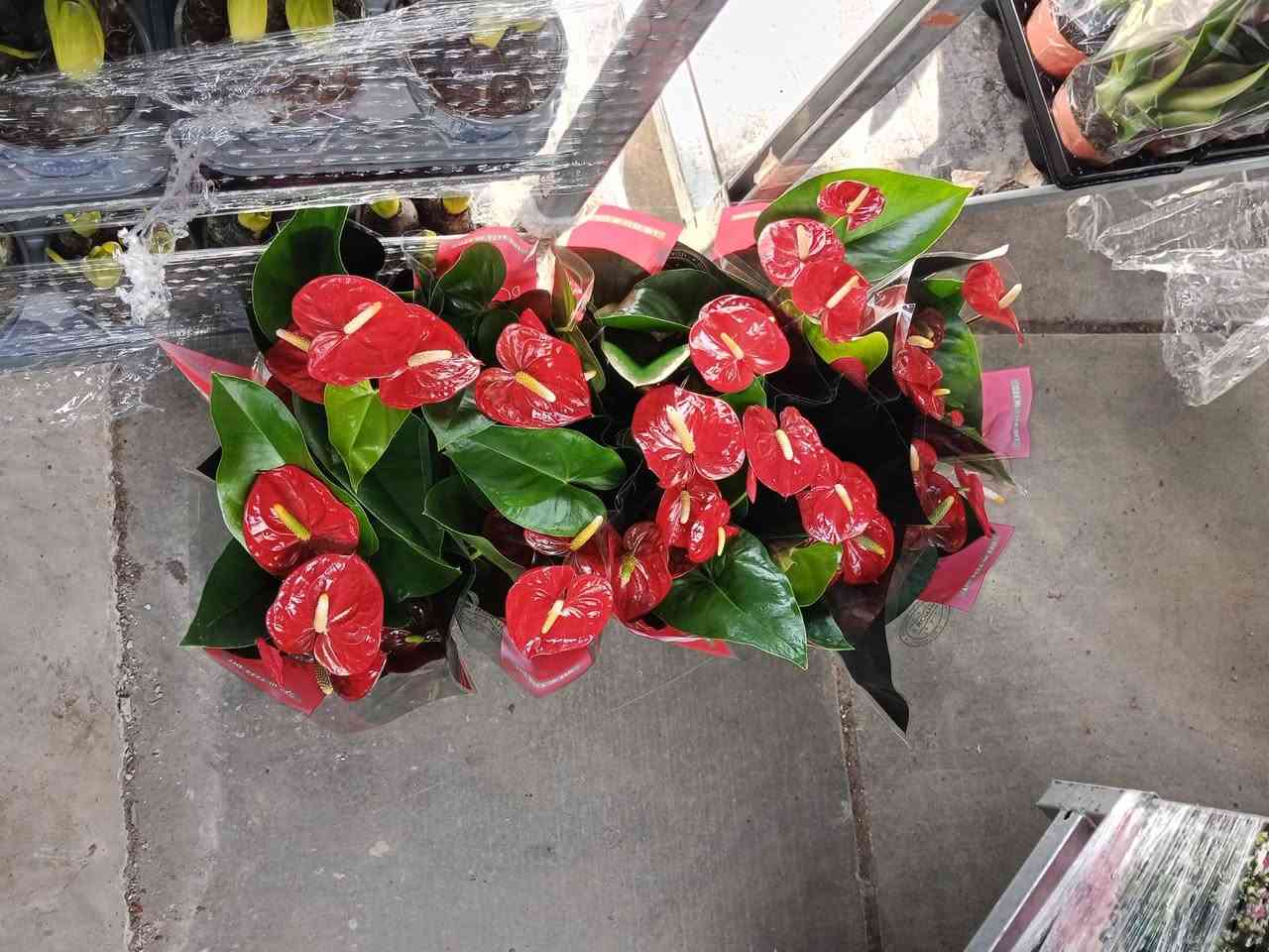 البيوت التي تسكنها النباتات تسكنها الطمأنينة 🕊️
أحيطوا أنفسكم بالجمال فالعين تعشق ما ينمو💚🍃
 #أزهار_ونباتات_مشتل_زهور_النرجس


**إذا كنت صاحب هذا الإعلان وتريد حذفه لأي سبب، رجاءا أرسل رسالة إلى الدعم الفني**