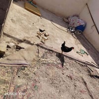 دجاجة عربية • دجاج • بيع دجاج • دجاج كوت • حي الحكيم