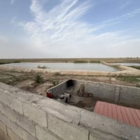 بيت ورض • سند ٢٥ • البصره القرنه