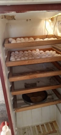 موجود مفقصه للبيع السعر 125 وبيها مجال فقاس مجمد تقليب يدوي تاخذ 650 ب...